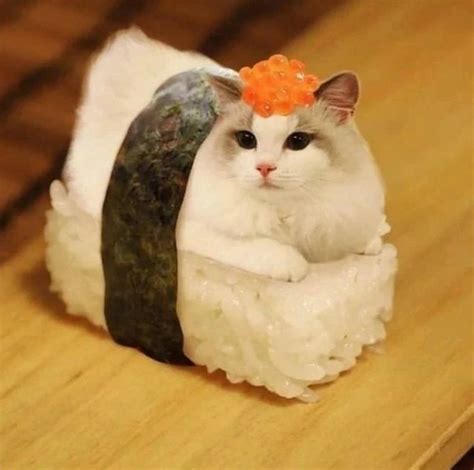 Sushi Cat NetBet